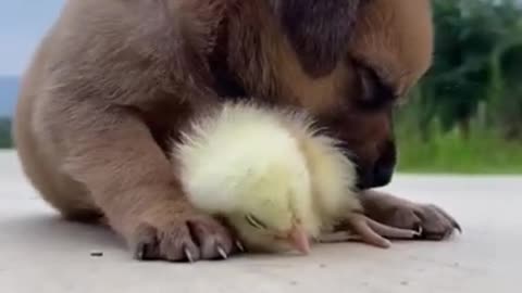 They are so cute dogs. I love them so much