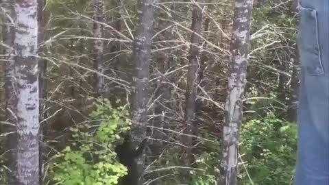 This is how fast a fleeing Black Bear can climb up a tree