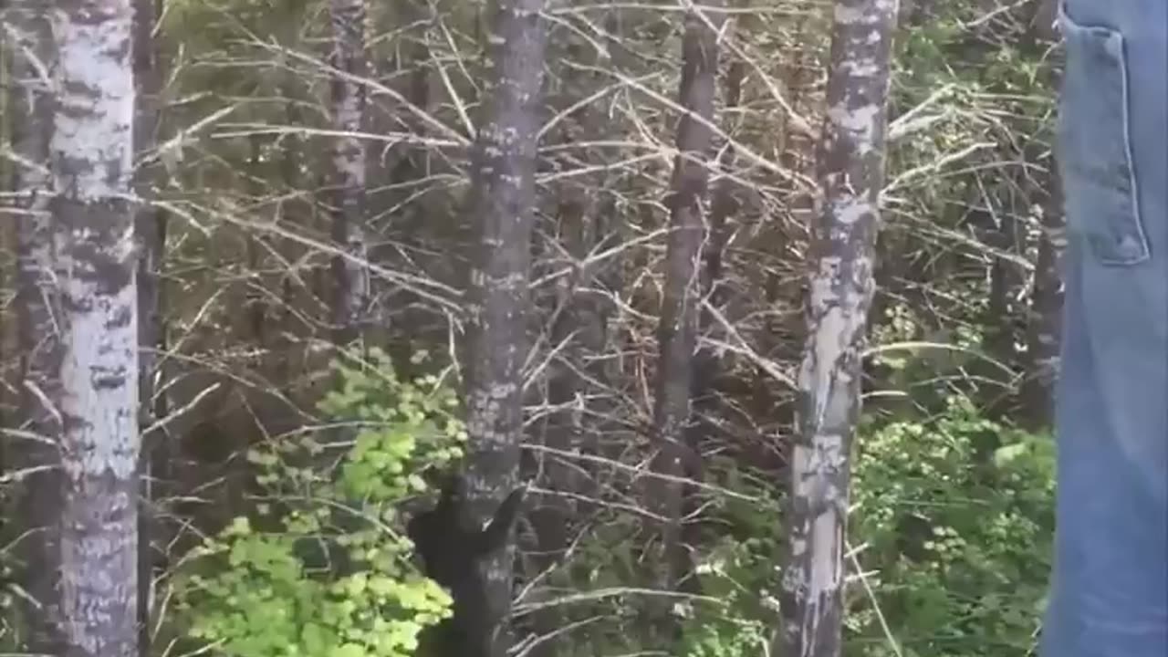 This is how fast a fleeing Black Bear can climb up a tree