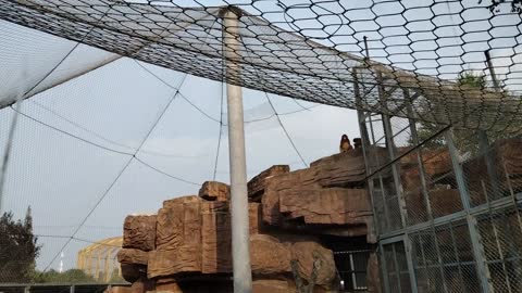 Poor monkey in a cage, lost his freedom