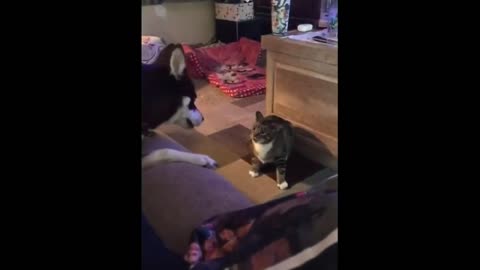 30: second funny video 2021