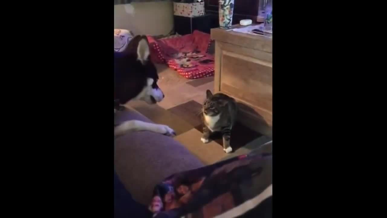 30: second funny video 2021