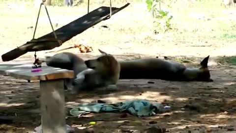 Funniest Troll Prank Dog Funny & fake Lion and Fake Tiger Prank To dog