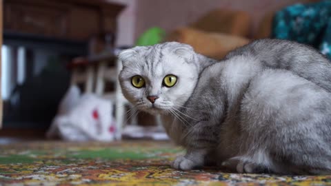Cat video Cat watching at you