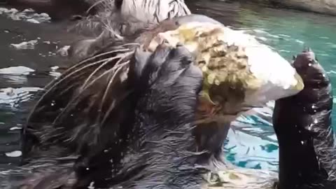 Very tasty raw oysters