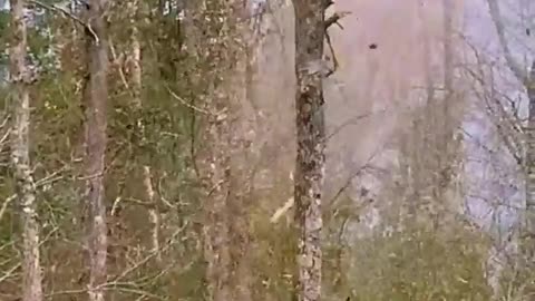 Wood cutter machine