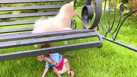 Baby monkey Bon Bon go to the toilet and playing with the puppy So cute