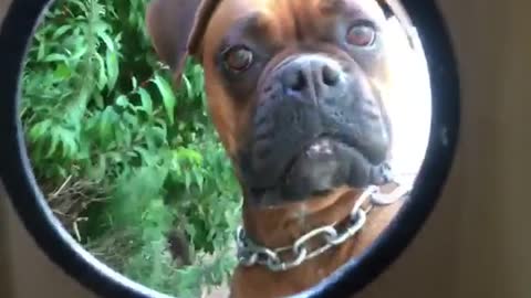 Two boxer dogs looking through hole in a wall