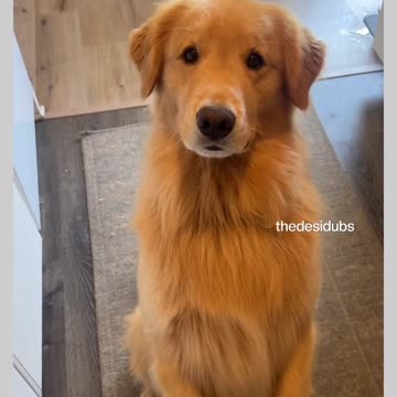 Funny moments with my dog #14