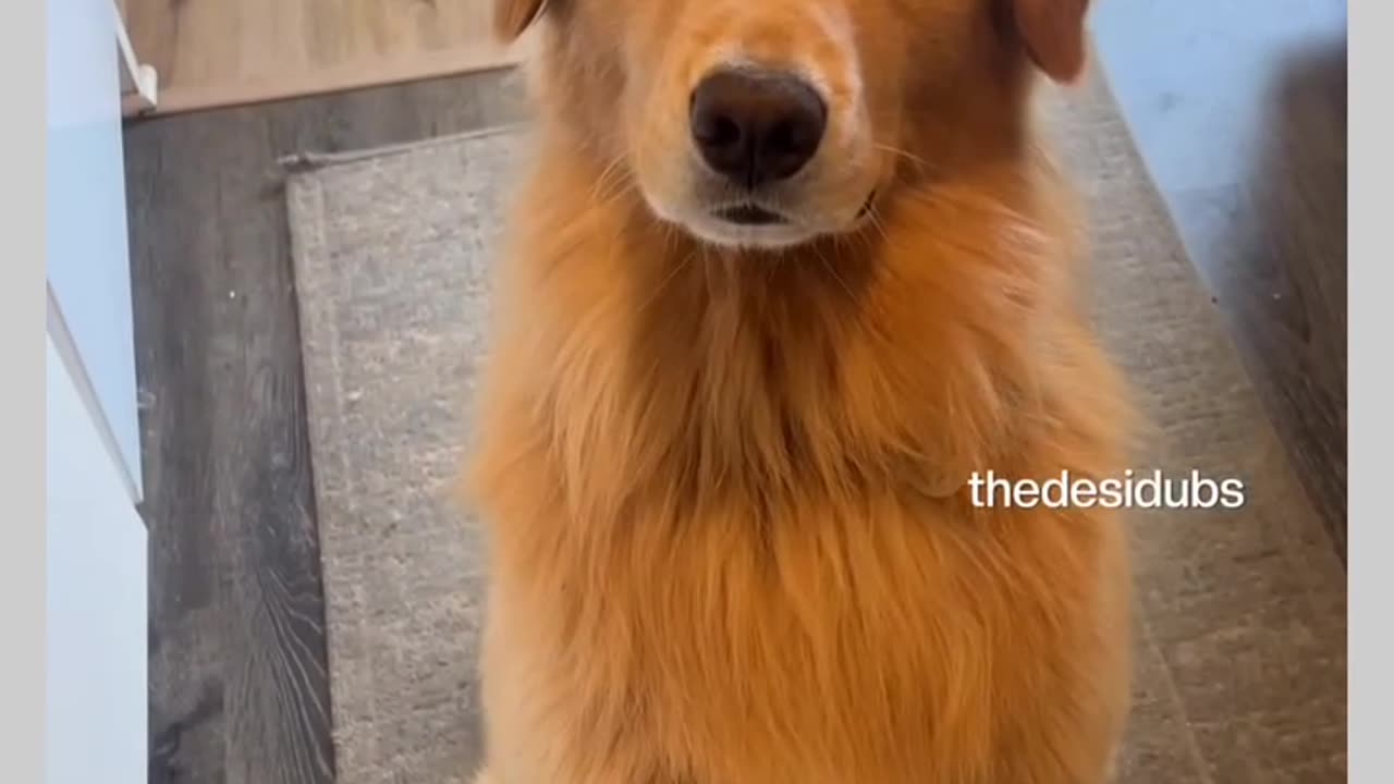 Funny moments with my dog #14