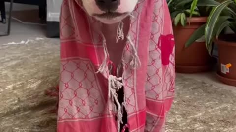 Baby Dogs 🐶 Cute and Funny Dog Videos Puppy Dogs Compilation