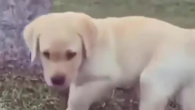 This cute dog fail will make you SMILE