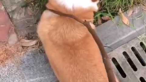 Dogs are so good they don't need a leash