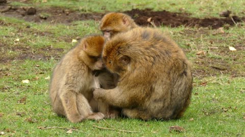 Adorable Ape Family