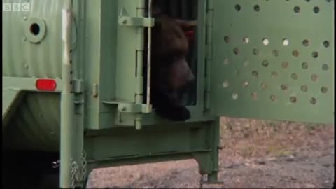 Mischievous Bear Banned from Yosemite | Bear Crimes | BBC Earth