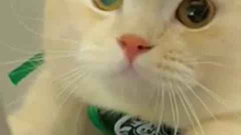 Singing Cat Trying To Be Backing Vocal , Funny Cat Video 🤗