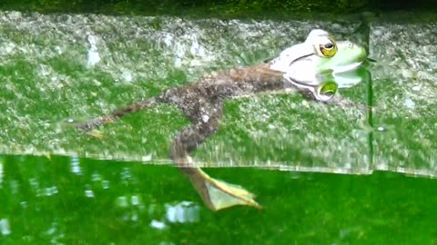 Bullfrog