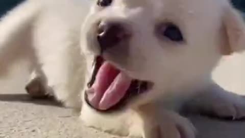 Dog having fun with chicken