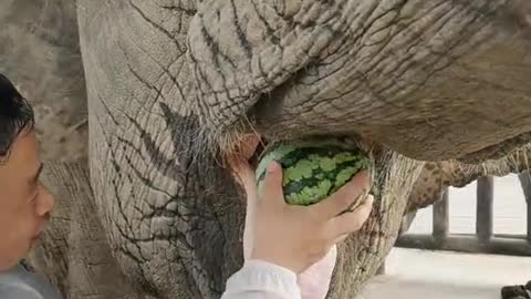 The elephant