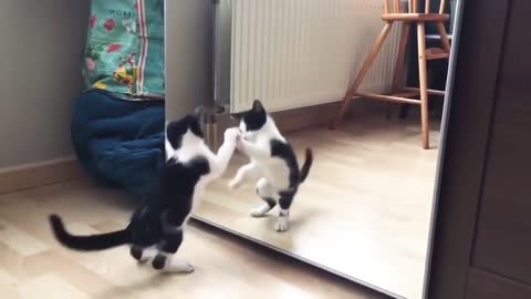 Cat Funny And Mirror