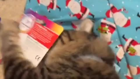Cats Just Know