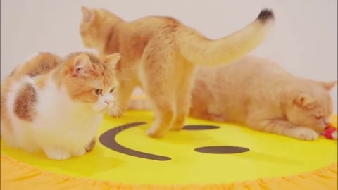 A group of lively and lovely kittens