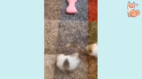 Cutest Pups!😍