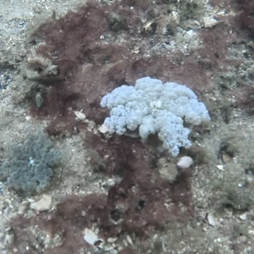 Snorkeling Adventures Philippines, Upside Down Jellyfish (Mangrove Jellyfish) are amazing