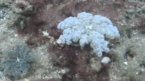 Snorkeling Adventures Philippines, Upside Down Jellyfish (Mangrove Jellyfish) are amazing