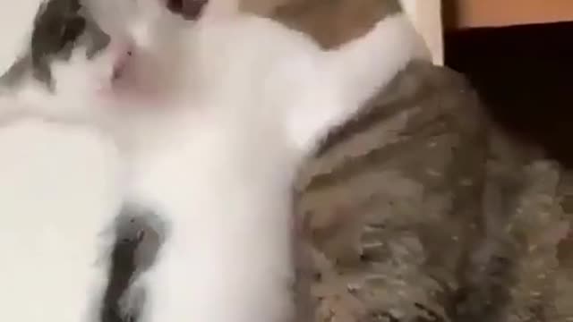 Cat funny video #Shorts #Trending