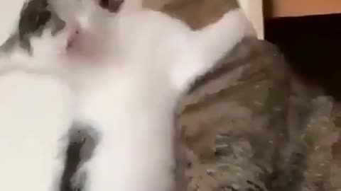 Cat funny video #Shorts #Trending