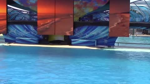 dolphin sea