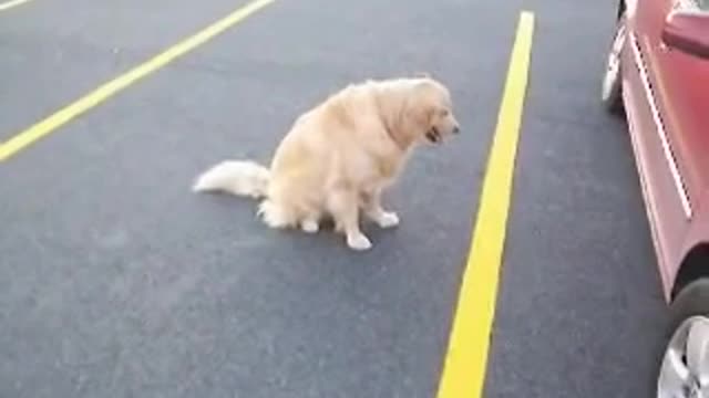Sunday (Golden Retriever) Awesome training