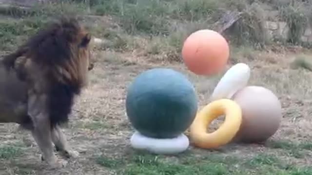 Lion amazingly playing with a ball tower