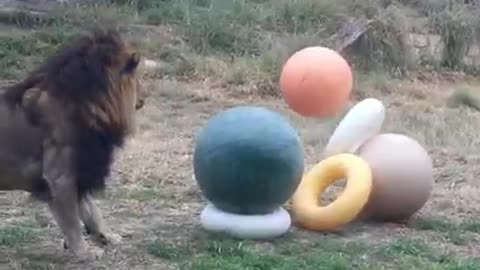 Lion amazingly playing with a ball tower