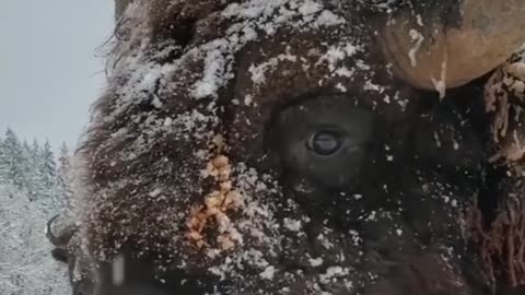 Bison