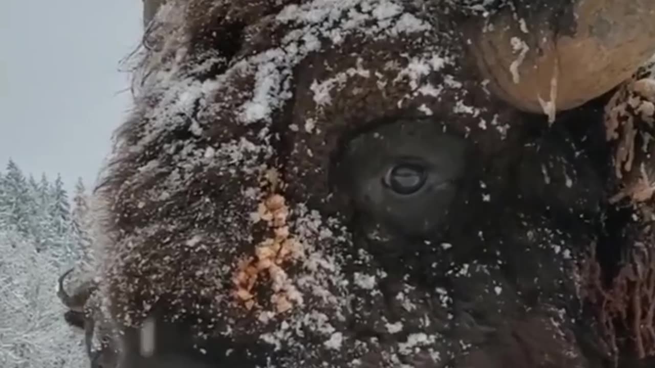 Bison