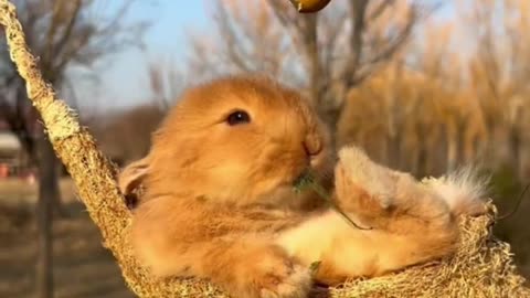 The carefree and leisurely little bunny.