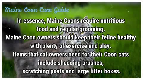 Maine Coon The Largest Domestic Cat