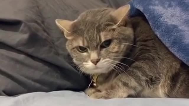 So funny cat