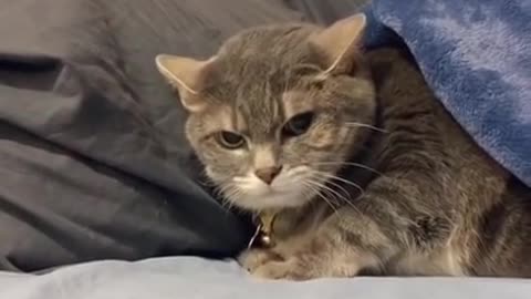 So funny cat
