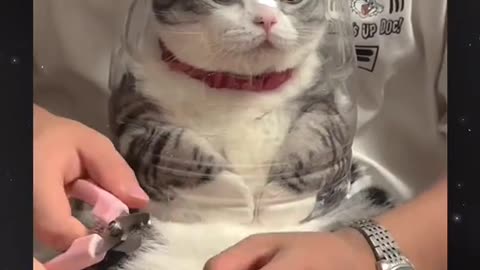 Funny cat