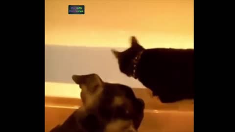 Very Funny Pets _ Cute and Funny Cat Videos Compilation PART 9 2022 -- By Funny Break