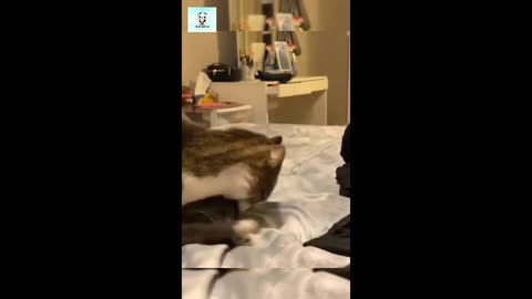 Funny animals - Funny cats - dogs - Funny animal(1)