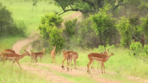 ##AFRICAN SAFARI ANIMALS VIDEO ROADSIDE RIVER FOREST NATURAL PICTURE ##PART 3