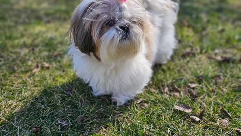 Rosie Shows Off Her New Bow (Featuring Rosie The Shihtzu)