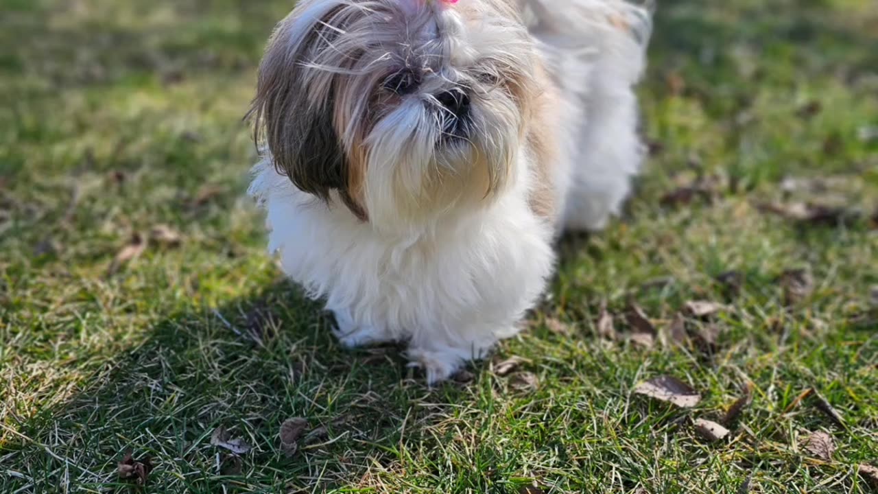 Rosie Shows Off Her New Bow (Featuring Rosie The Shihtzu)