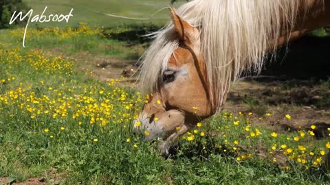 Watch the wonderful horse