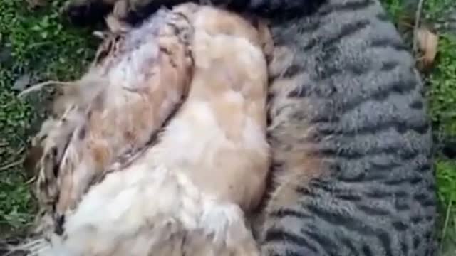 Animals Friendship You Never Seen Before 🔥😊😊