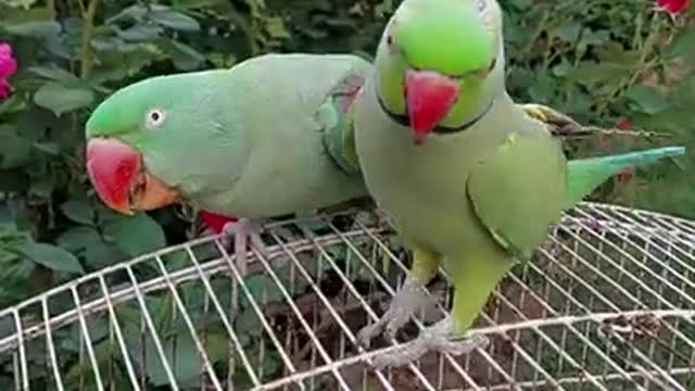 funny dancing parrot #cuteো